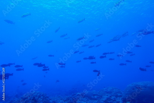 scuba diving,underwater,water,adventure,beauty,animal,tourism,sport,travel,fish,blue,people,manta ray,micronesia,nature,summer,sea,barracuda,bigeye trevally,pacific ocean,palm tree,fun,beach,sand,hori