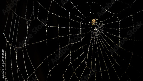 spider web with dew drops