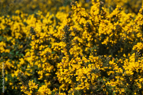 Common gorse, Ulex europaeus, in flower in spring, Isle of Wight, UK