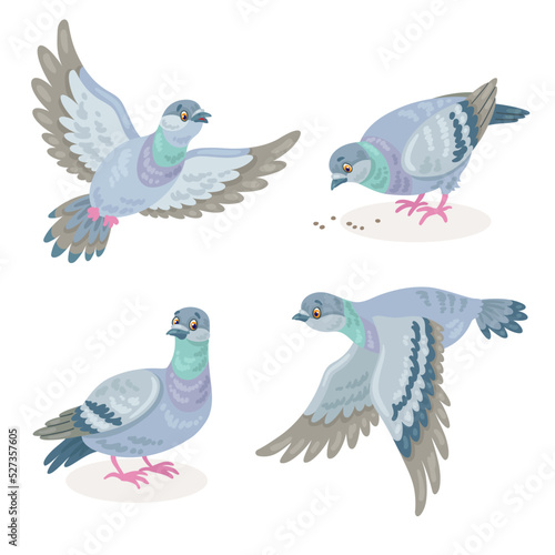 Set of four gray doves in different poses. Pigeons fly, sit, peck. In cartoon style. Isolated on white background. Vector illustration. © Shvetsova Yulia