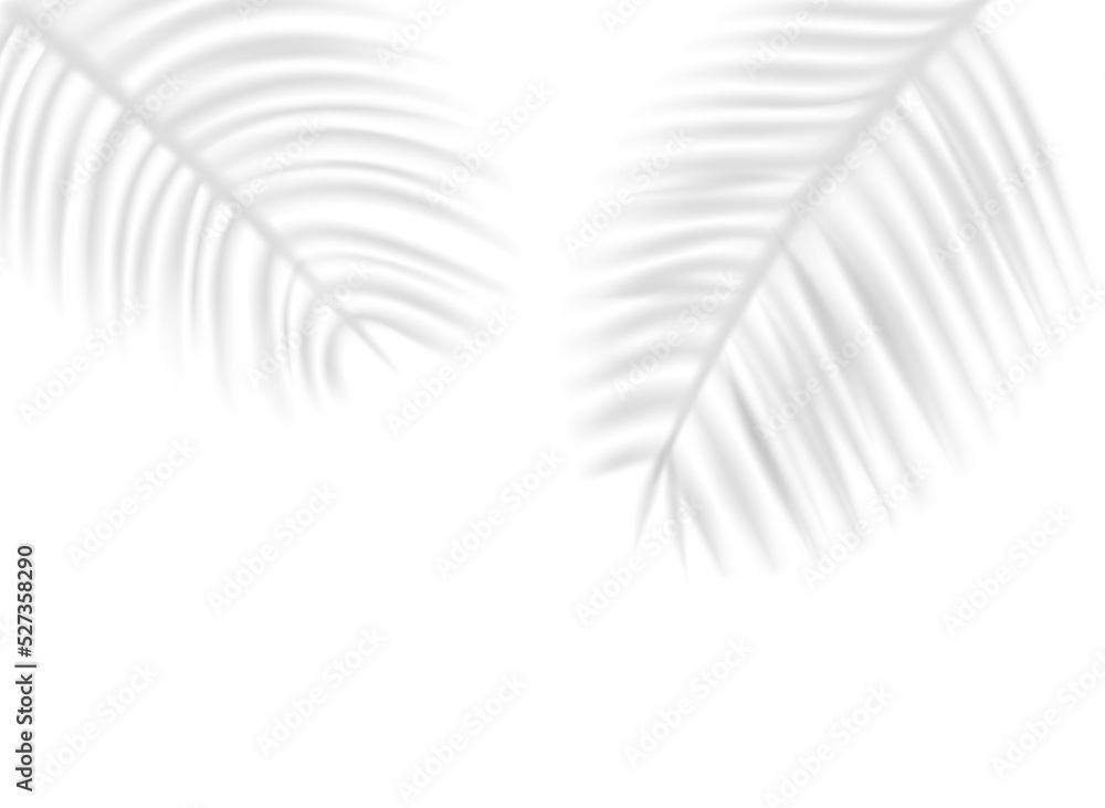 Palm leaves shadows on transparent background. Palm leaves shadows on transparent background.