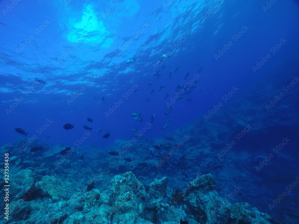 Scuba diving with Manta ray in Yap, Micronesia(Federated States of Micronesia) Scuba diving with Manta ray in Yap, Micronesia(Federated States of Micronesia)