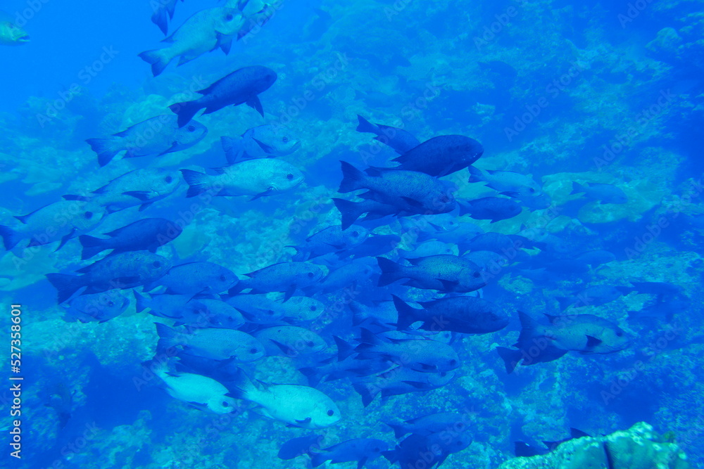 Scuba diving with Manta ray in Yap, Micronesia(Federated States of Micronesia) Scuba diving with Manta ray in Yap, Micronesia(Federated States of Micronesia)