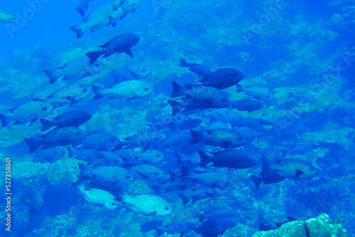 Scuba diving with Manta ray in Yap, Micronesia（Federated States of Micronesia） © Optimistic Fish