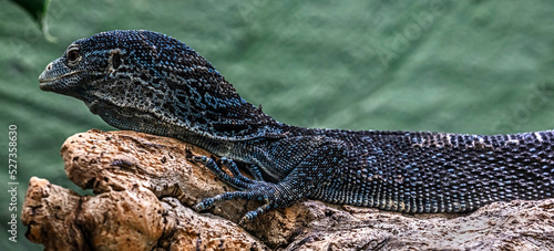 Blue-spotted tree monitor or blue tree monitor. Latin name - Varanus macraei photo