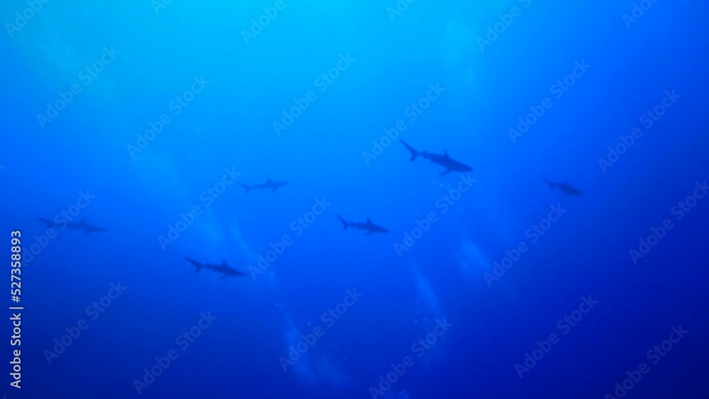 Scuba diving with Manta ray in Yap, Micronesia(Federated States of Micronesia) Scuba diving with Manta ray in Yap, Micronesia(Federated States of Micronesia)