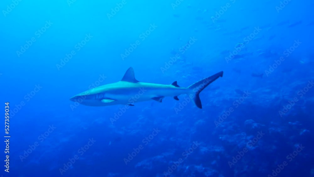 Scuba diving with Manta ray in Yap, Micronesia(Federated States of Micronesia) Scuba diving with Manta ray in Yap, Micronesia(Federated States of Micronesia)