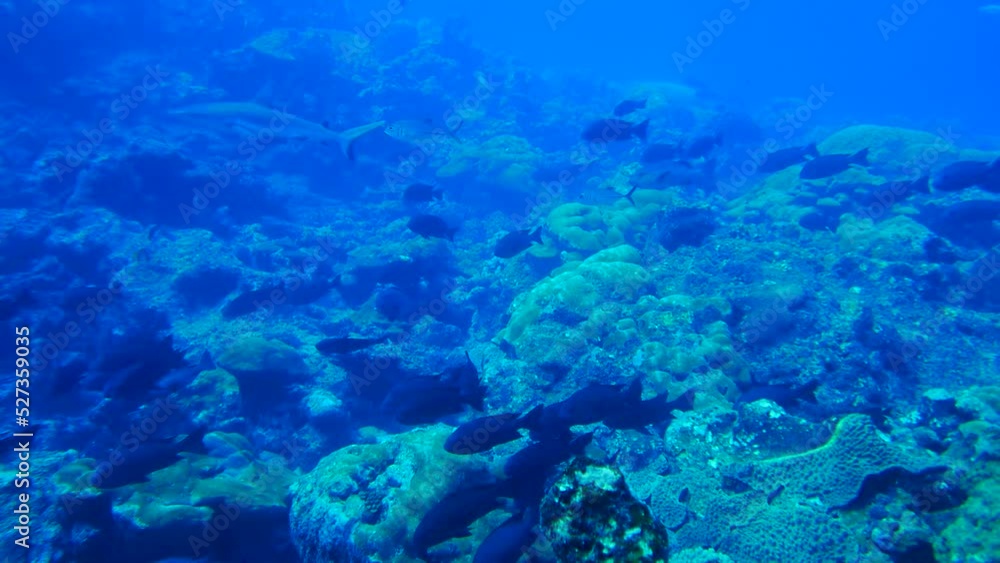 Scuba diving with Manta ray in Yap, Micronesia(Federated States of Micronesia) Scuba diving with Manta ray in Yap, Micronesia(Federated States of Micronesia)