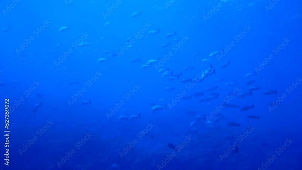 Scuba diving with Manta ray in Yap, Micronesia(Federated States of Micronesia) Scuba diving with Manta ray in Yap, Micronesia(Federated States of Micronesia)