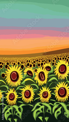 Landscape Of Sunflower fields And blue Sky clouds Background.Sunflower fields landscapes on a bright sunny day with patterns formed in natural background.