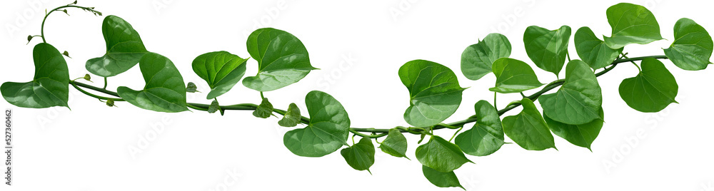 Vine plant, green leaves Vine plant, green leaves