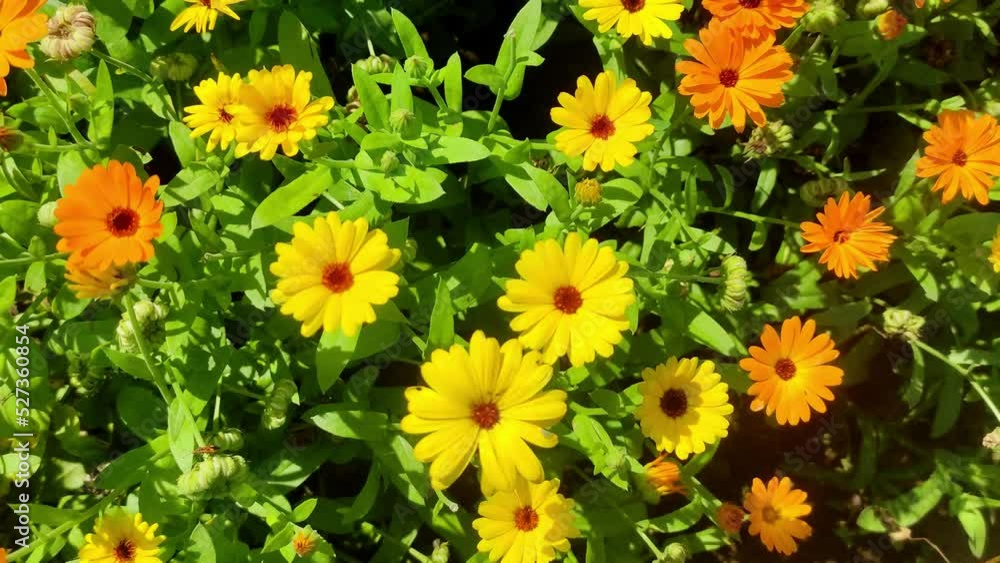 Orange Flower Of Calendula Marigold Officinalis. Medicinal Plant. Orange Flower Of Calendula Marigold Officinalis. Medicinal Plant.