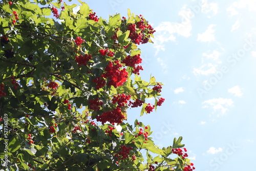 red bunches of viburnum against sky
