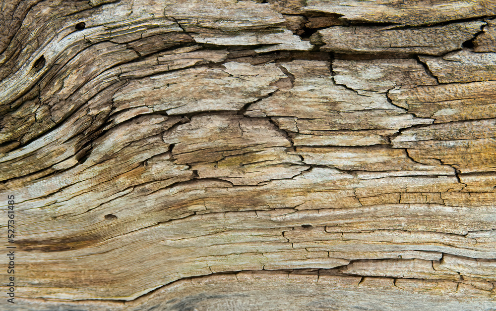 Texture, wood close-up. Traces of knots and bark beetle Texture, wood close-up. Traces of knots and bark beetle