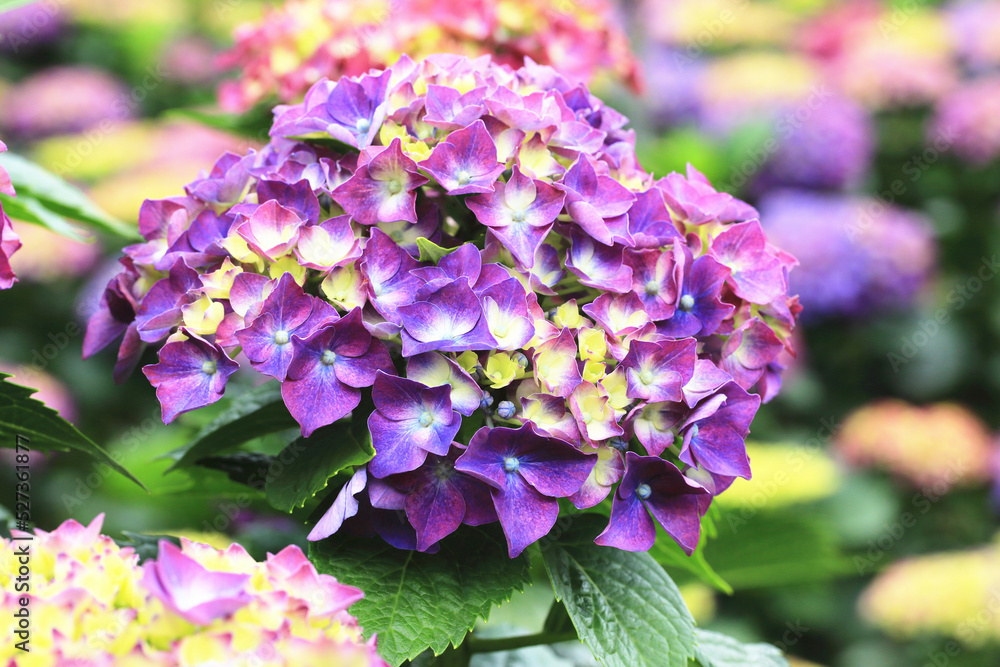 beautiful view of blooming Hydrangea(Big-leaf Hyrdangea) flowers,close-up of colorful Hydrangea flowers blooming in the garden at sunny summer beautiful view of blooming Hydrangea(Big-leaf Hyrdangea) flowers,close-up of colorful Hydrangea flowers blooming in the garden at sunny summer