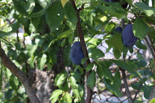 plums on the tree