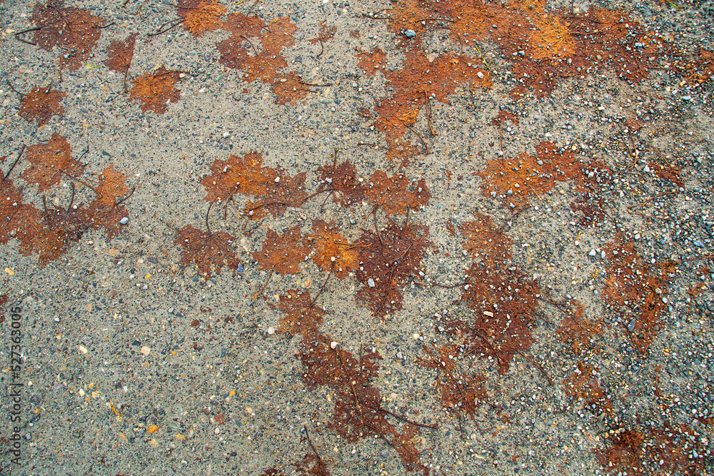 Autumn leaves on the ground. Maple leaves. Autumn leaves on the ground. Maple leaves.