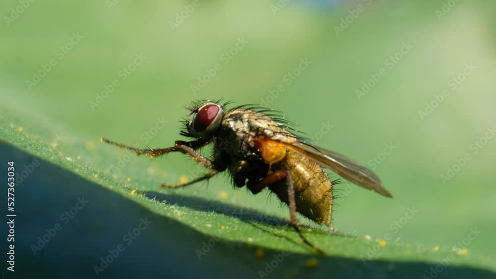 Home fly close up, macro Home fly close up, macro