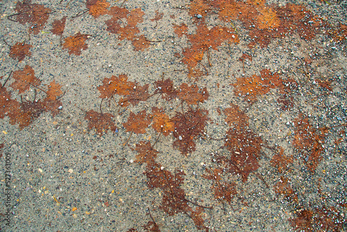 Autumn leaves on the ground. Maple leaves.