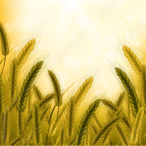Background of spikelets of wheat with grains,ears and stalks.Wheat field in sunlight.Realistic illustration of seed plants,organic farming farming.Healthy lifestyle element.