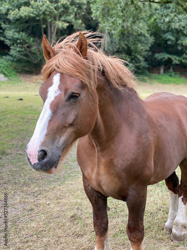Aufnahme eines Pferds von vorne mit dem Kopf des Pferdes im Profil