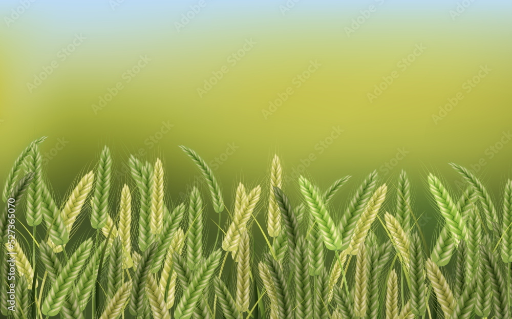 Fototapeta premium Background of spikelets of wheat with grains,ears and stalks.Wheat field in sunlight.Realistic illustration of seed plants,organic farming farming.Healthy lifestyle element.
