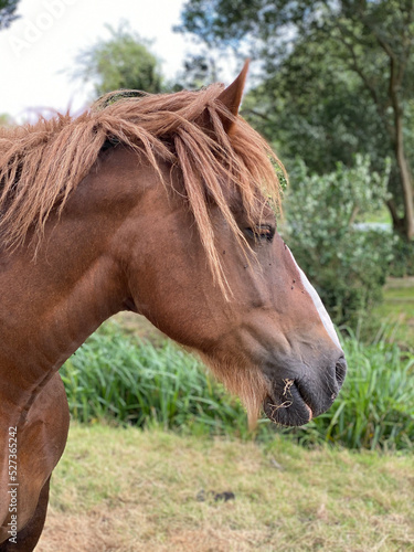 portrait of a horse in the Portrait eines braunen Pferdes. Der Hengst schaut zur Seite und zeigt seine Mähne und hat einen weißen Streifen auf seinem Kopf © Dennis