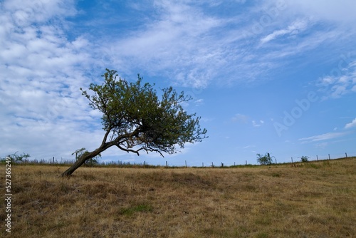 crocked tree in the field photo
