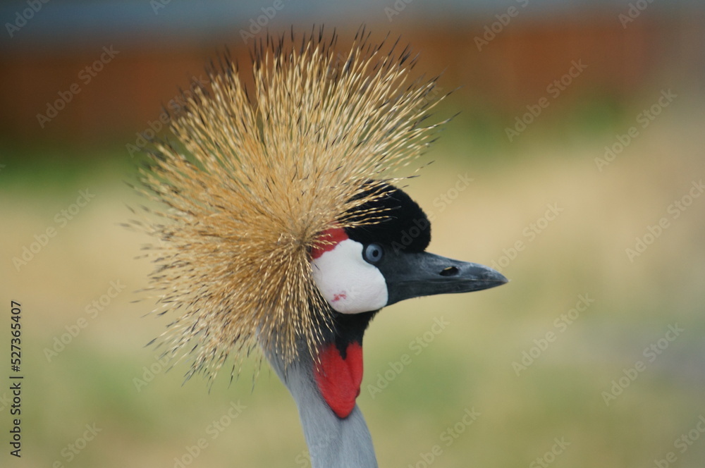 Fototapeta premium Colorful birds