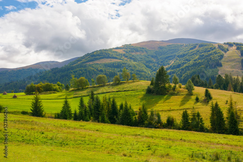 Fototapeta Naklejka Na Ścianę i Meble -  carpathian countryside scenery in autumn. grassy pastures on the rolling hills near the forest. warm sunny weather in mountains