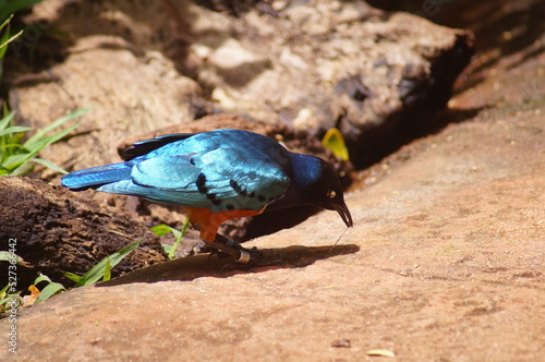blue bird on the ground