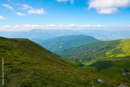 green slopes of carpathian mountains. summer landscape on a sunny day. grassy hills and meadows. ridge in the distance