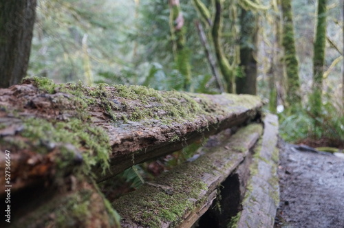 moss on the tree