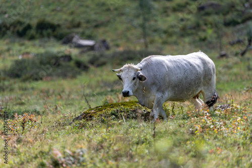 Vache en estive au cirque d'Anglade dans les Pyrénées ariégeoises photo