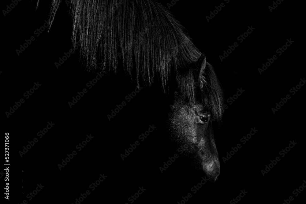 Close up Icelandic horse grazing looking down fine art with black background
