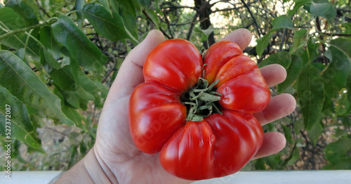 Foto Hand holding a big tomato
