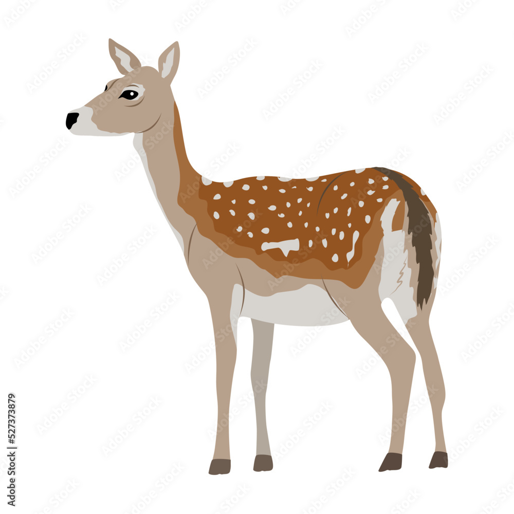 European fallow deer. Doe. Realistic vector forest animal European fallow deer. Doe. Realistic vector forest animal