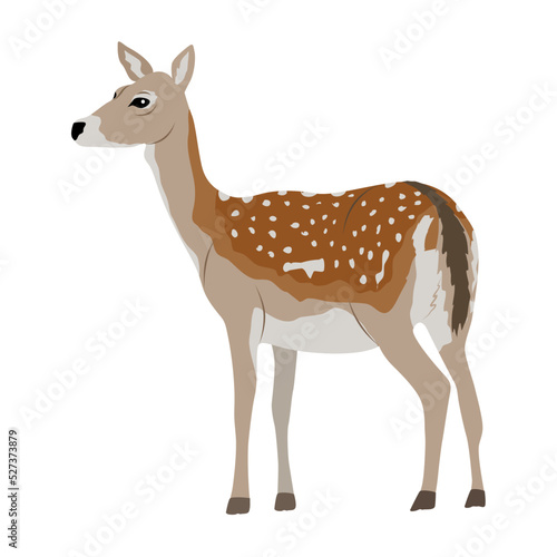 European fallow deer. Doe. Realistic vector forest animal
