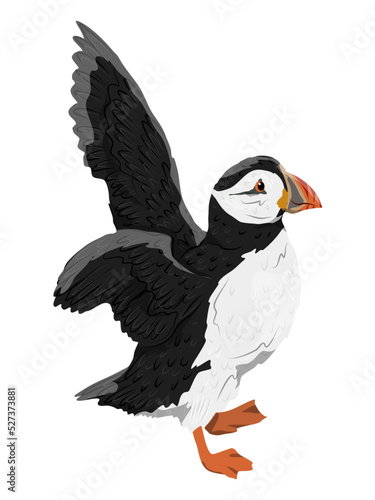 The Atlantic Puffin takes off. Realistic Fratercula arctica or common puffin birds in different poses. Vector birds	