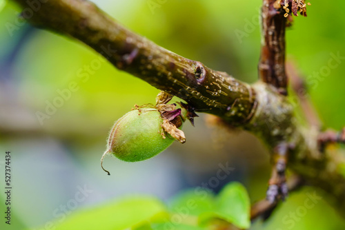 Aprikosenbaum im Alten Land bei Hamburg photo