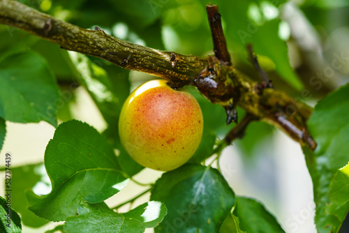 Aprikosenbaum im Alten Land bei Hamburg photo