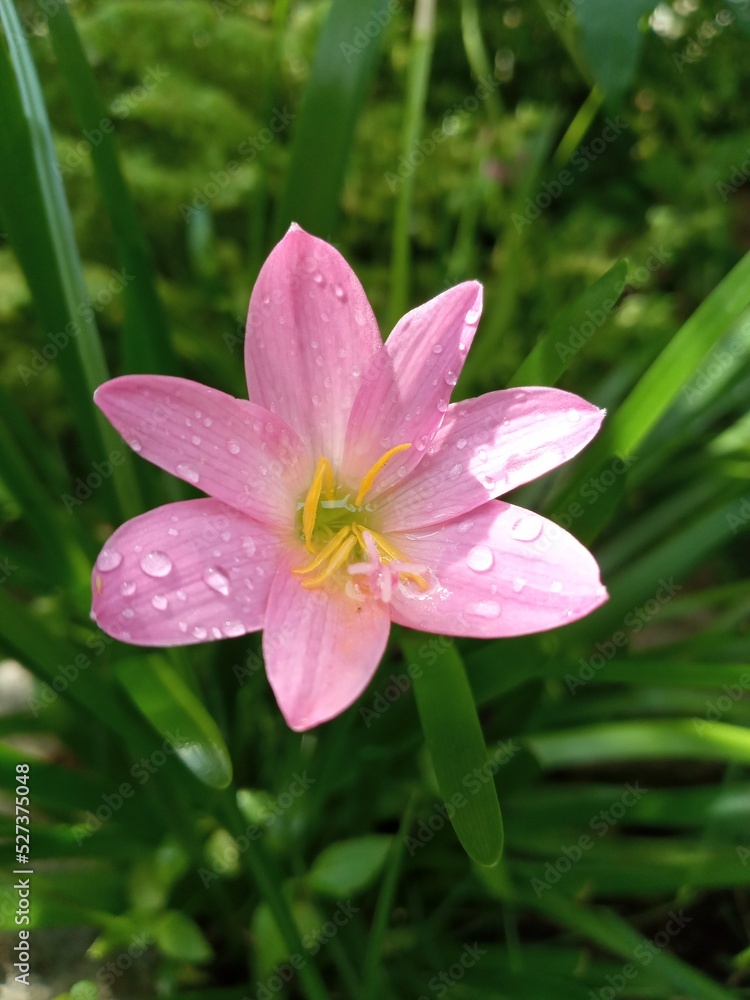 Fototapeta premium Flor rosada con gotas de agua