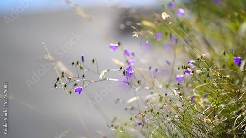 Campanula rotundifolia, the harebell, Scottish bluebell, or bluebell of Scotland, is a species of flowering plant in the bellflower family Campanulaceae.