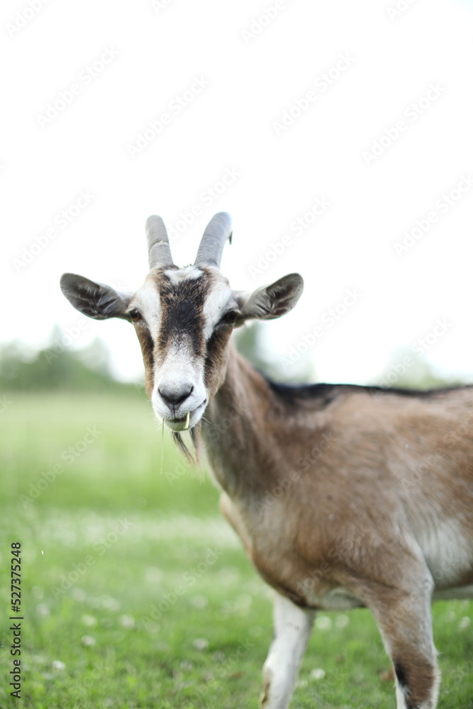 Saanan and alpine goats on a small farm in Ontario, Canada.