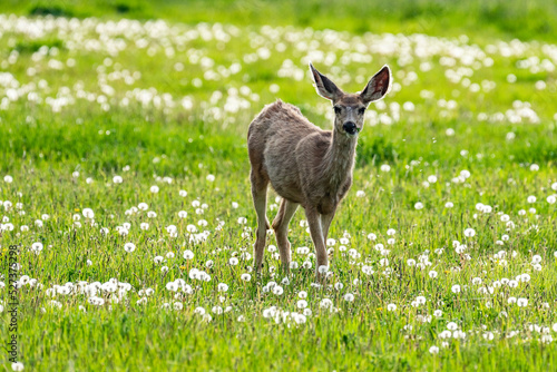 United States, Idaho, Bellevue, Young deer in meadow photo