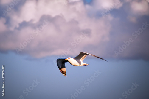 Seagull flying in front of light purple clouds