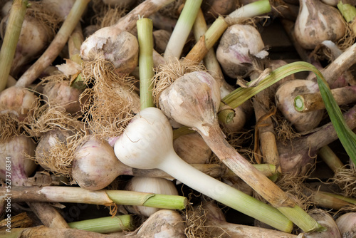 Fresh garlic at farmers market photo