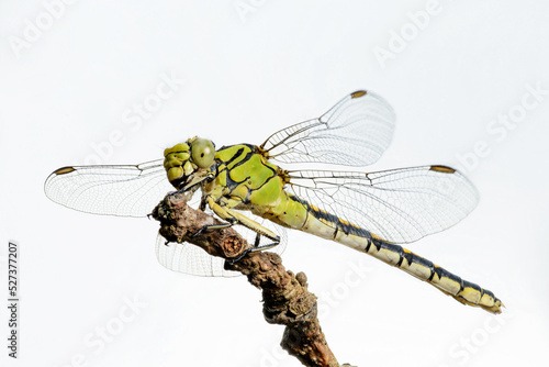 Dragonfly female green snaketail (Ophiogomphus cecilia)