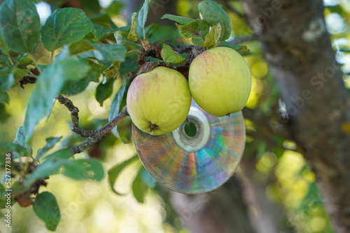 A shiny CD for protection from birds hangs on an apple tree with apples in summer