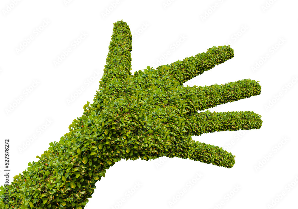 hand shaped bushes isolated transparency background. hand shaped bushes isolated transparency background.